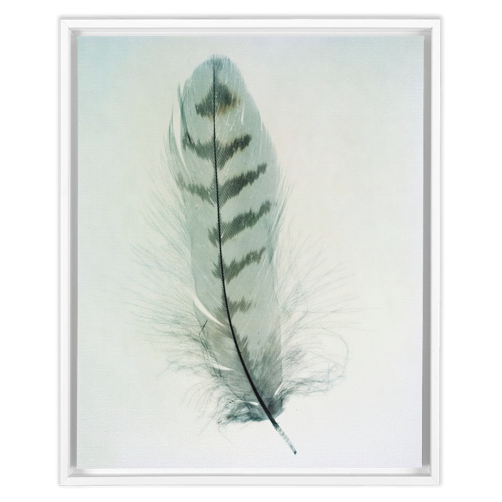 Feather Study 