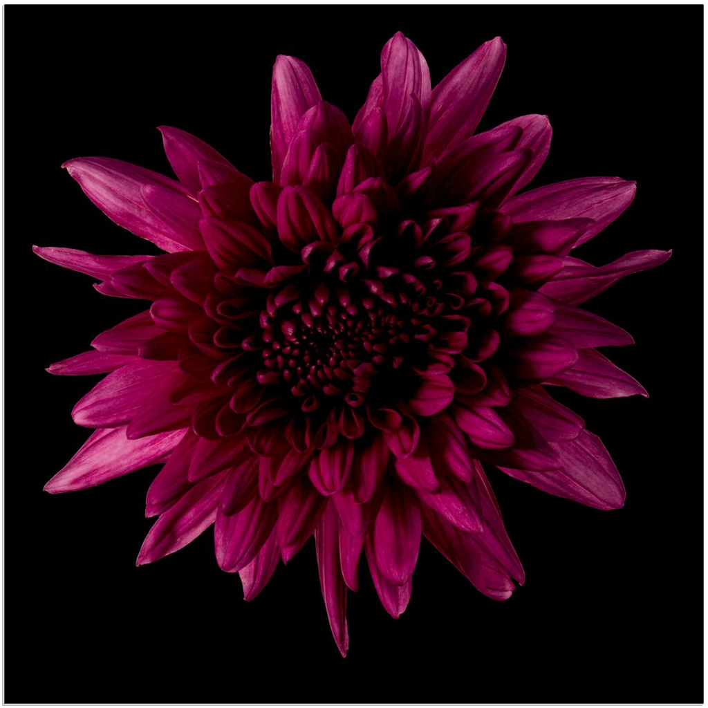 Purple Chrysanthemum