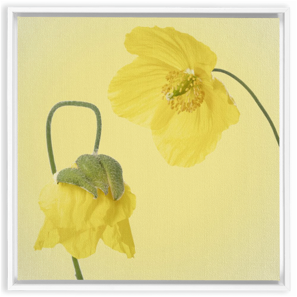 Two Yellow Poppies