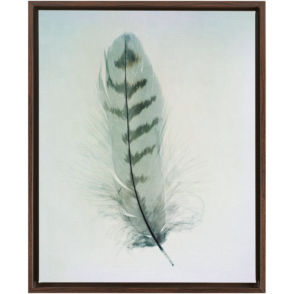 Feather Study 