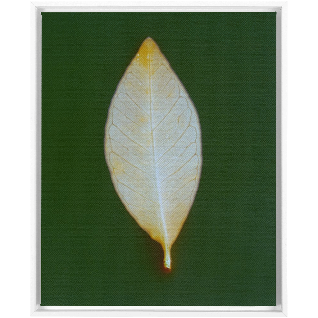 Guava Leaf