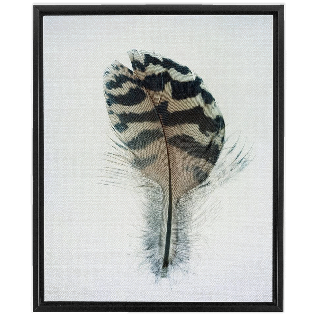 Feather Study 