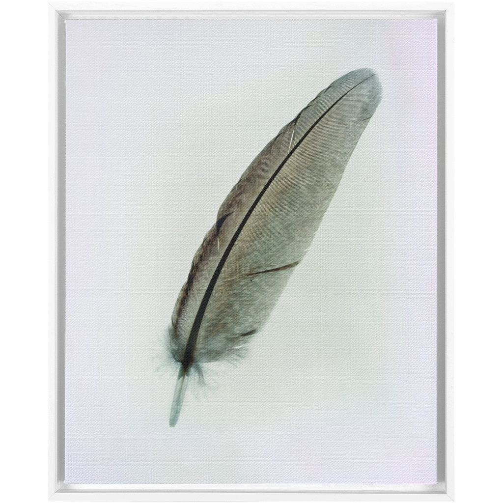 Feather Study 