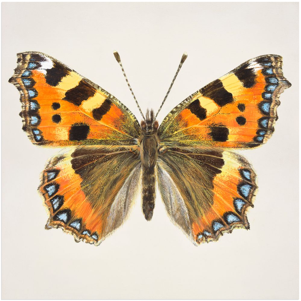 Small Tortoiseshell