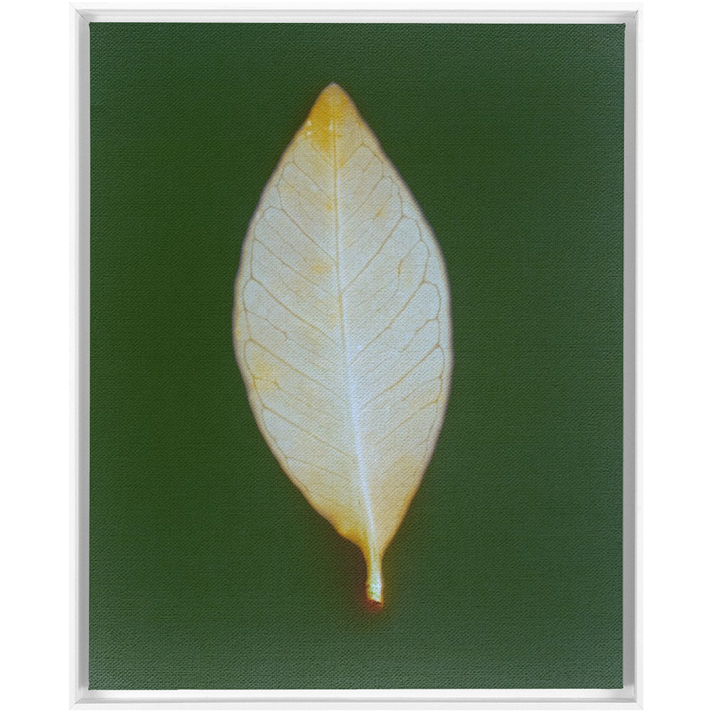 Guava Leaf