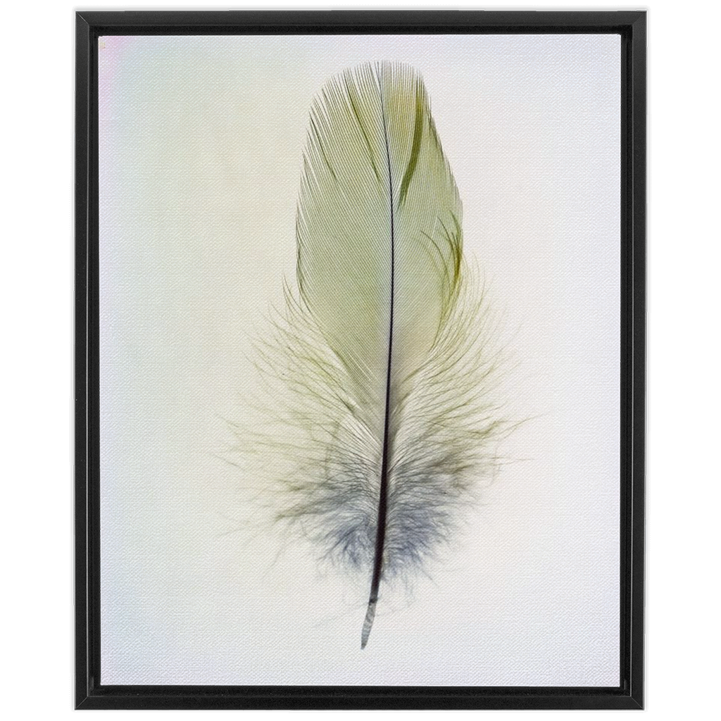 Feather Study 