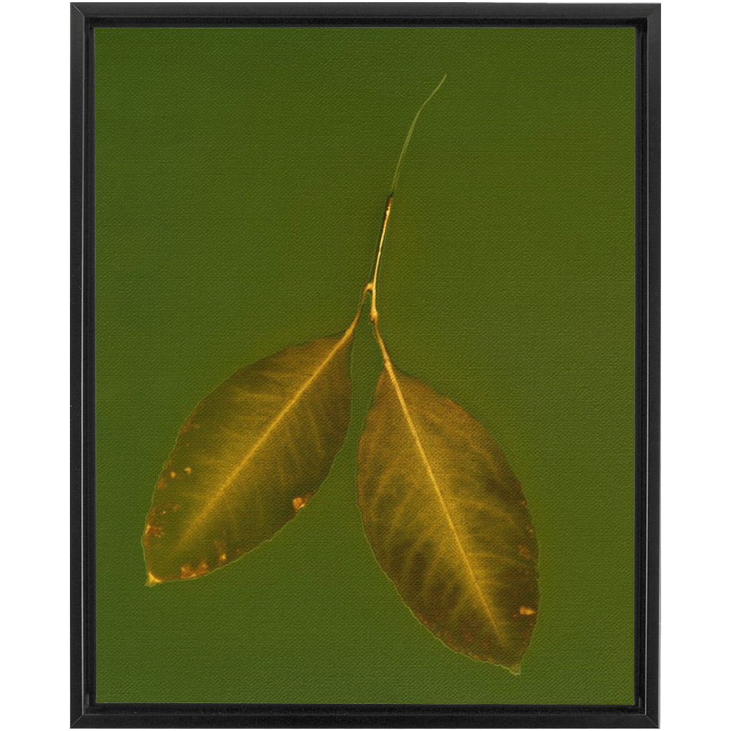 Lemon Leaves