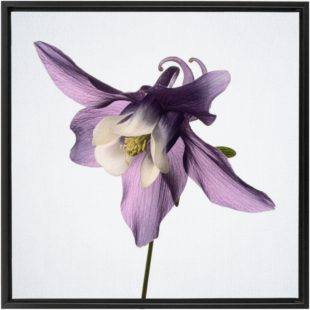 Muted Aquilegia