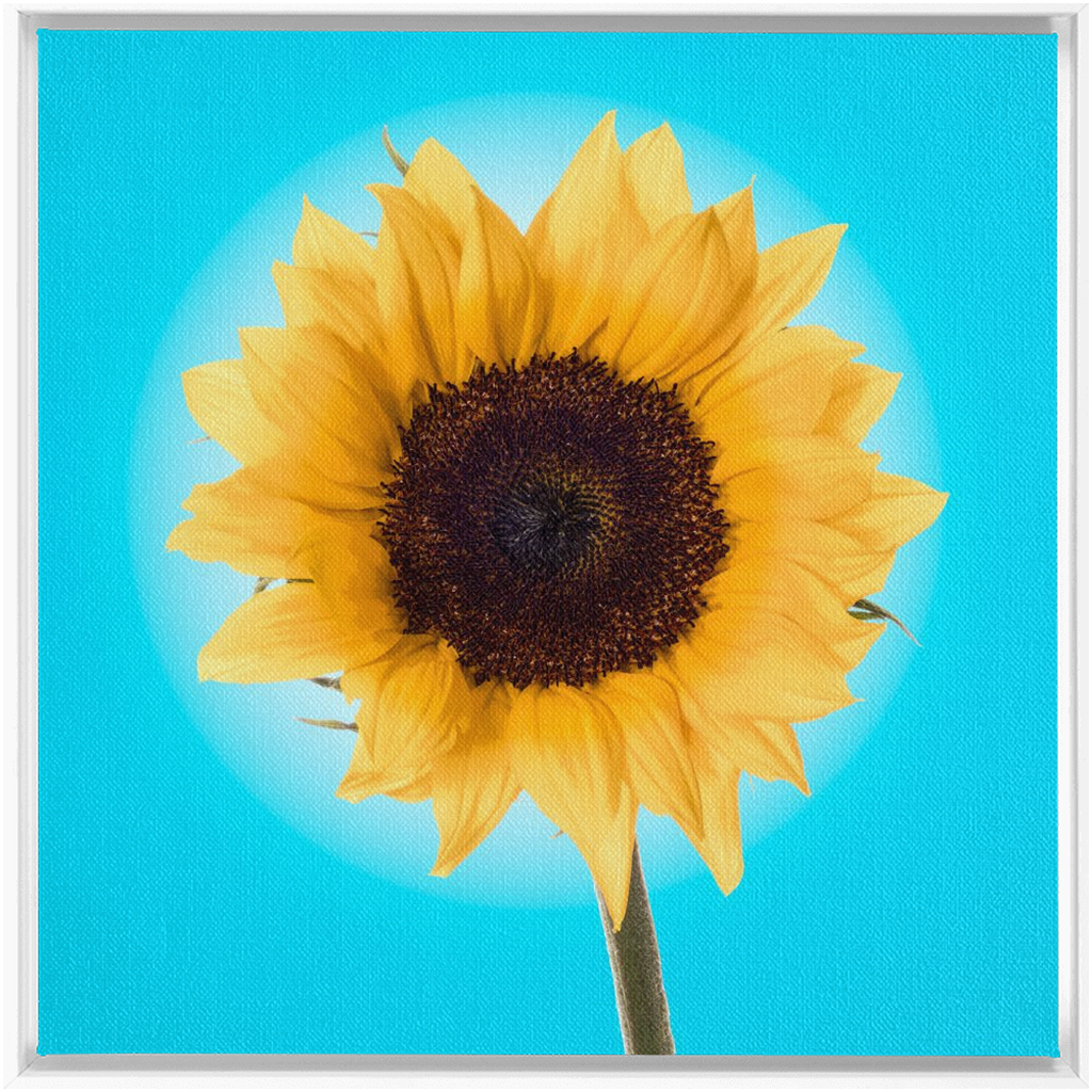 Summer Sun Flower