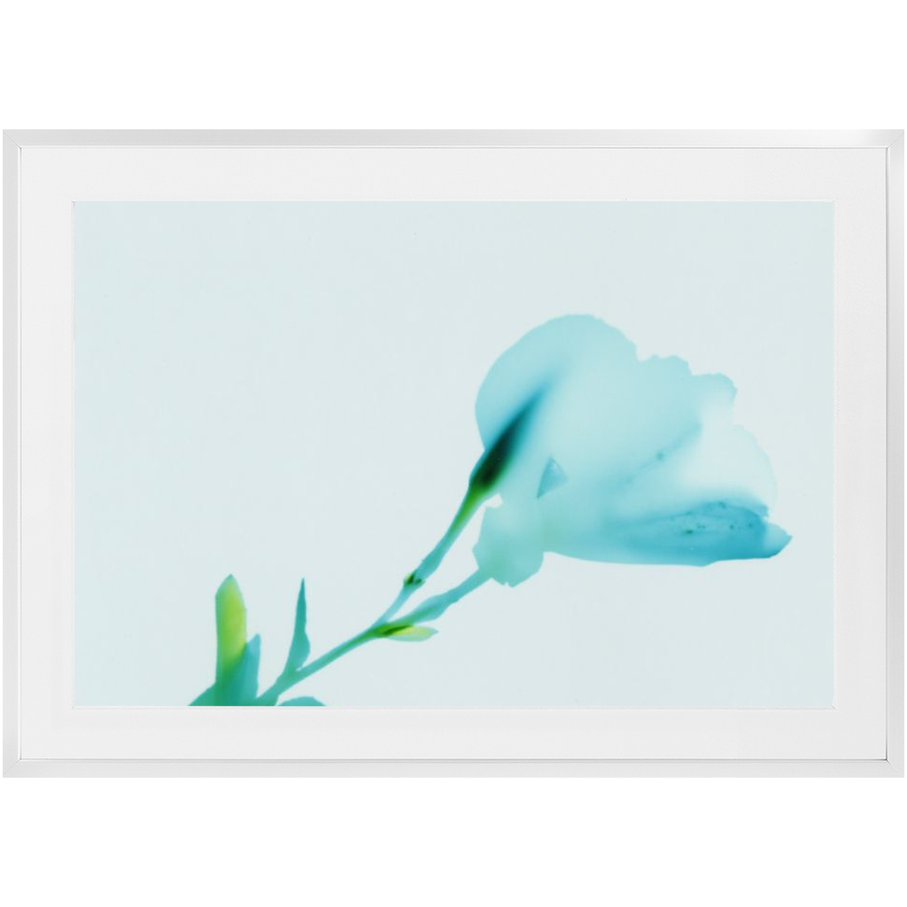 Polaroid Colour Study