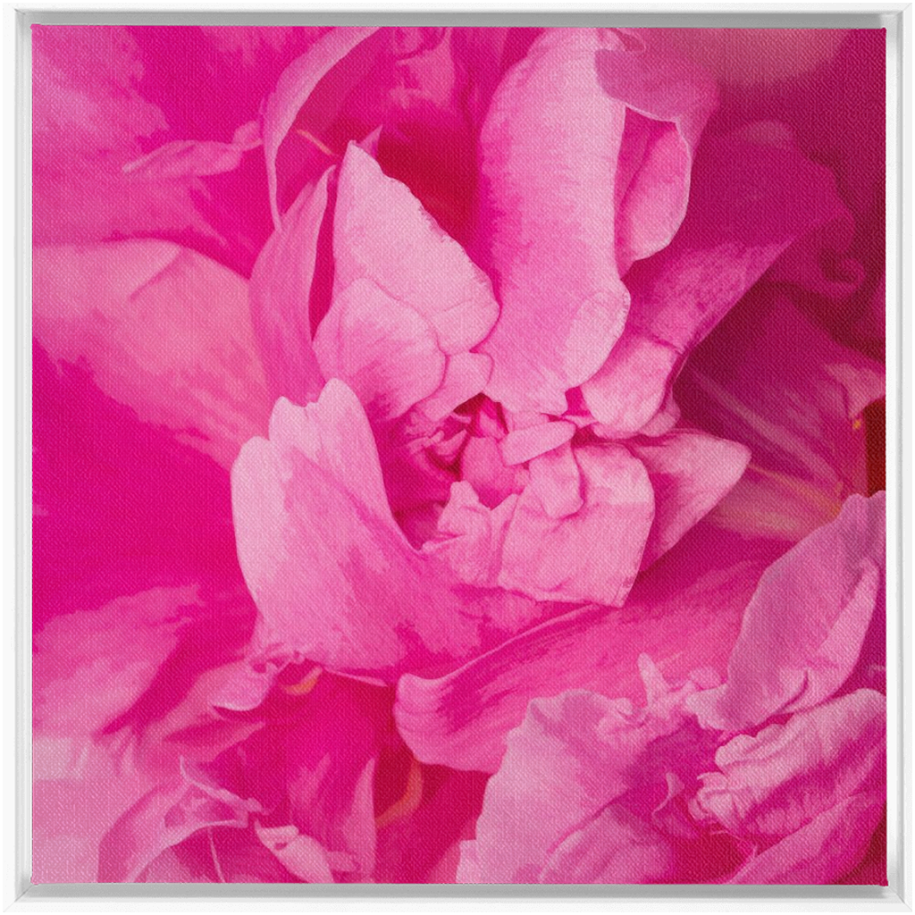 Peony Graphic 1