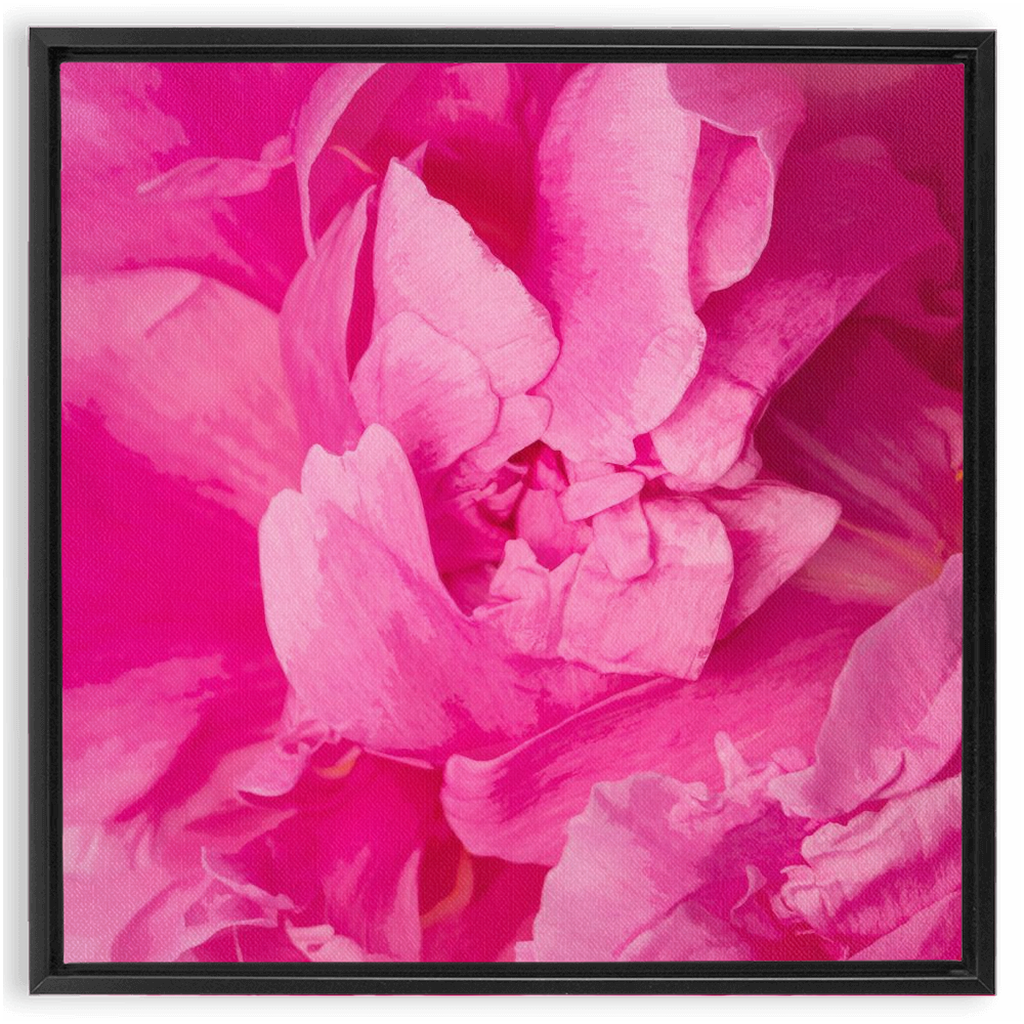 Peony Graphic 1