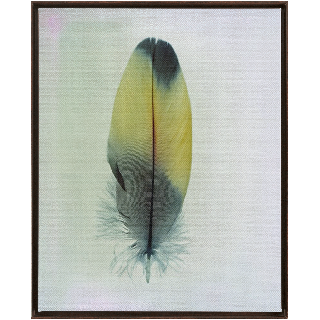 Feather Study 