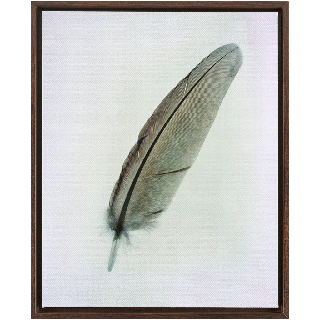 Feather Study 