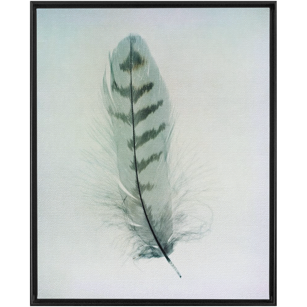 Feather Study 