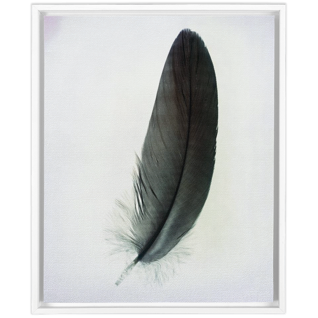 Feather Study 