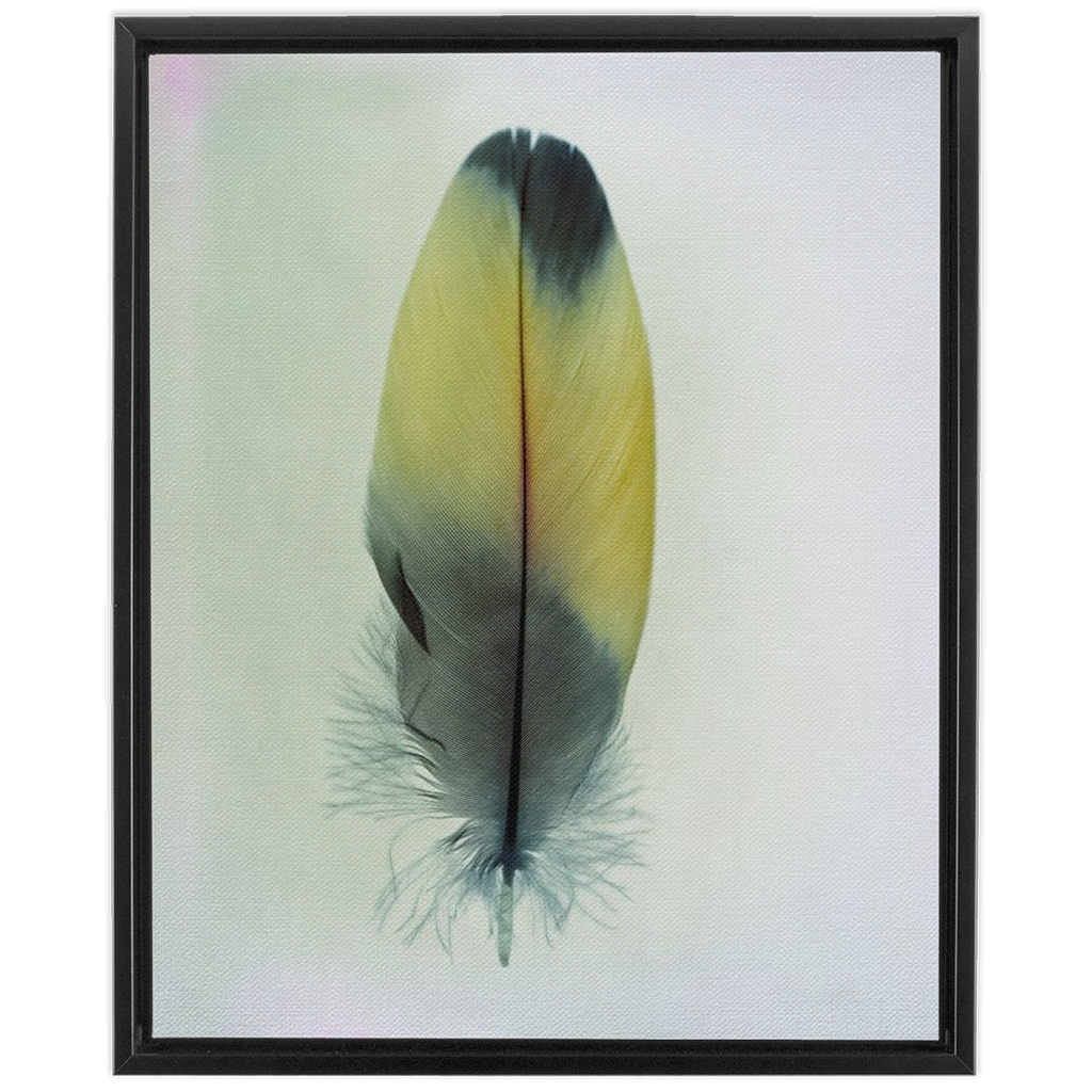 Feather Study 