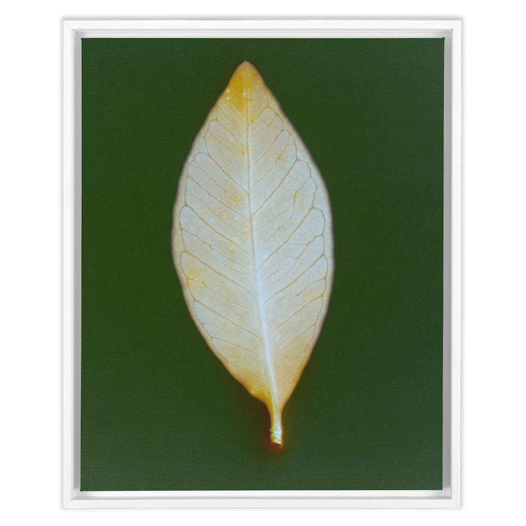 Guava Leaf