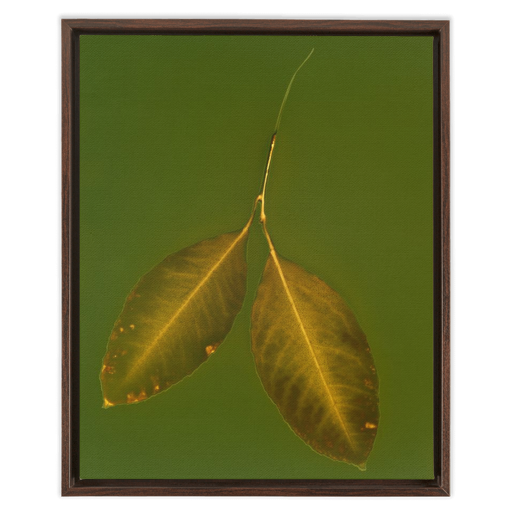 Lemon Leaves