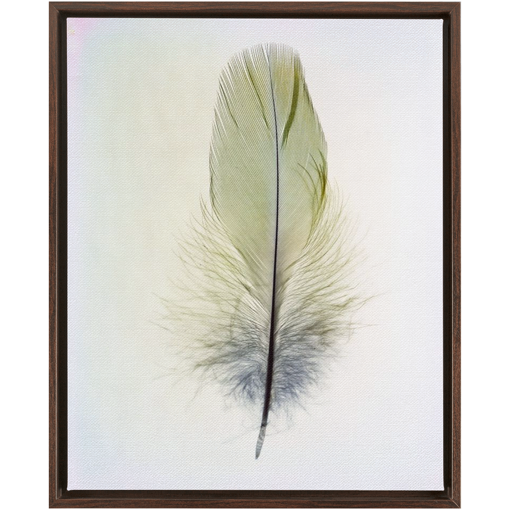 Feather Study 