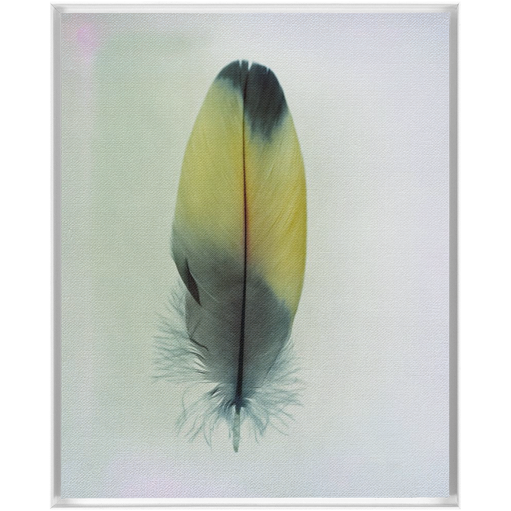 Feather Study 