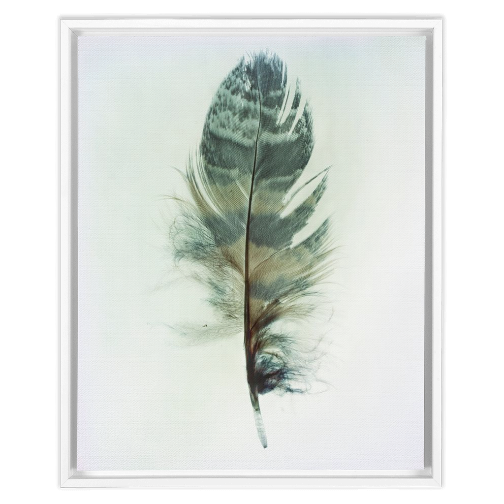 Feather Study 