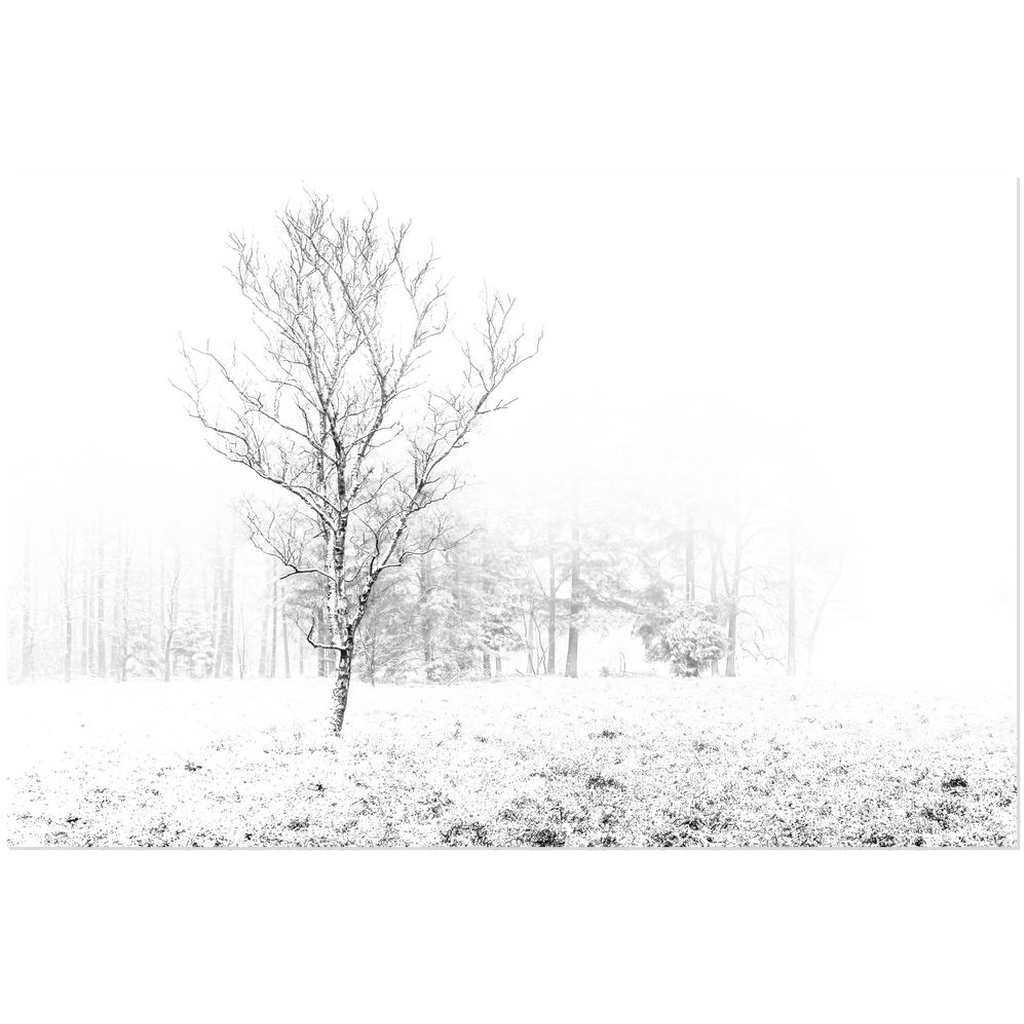 A Lone Tree in Winter&