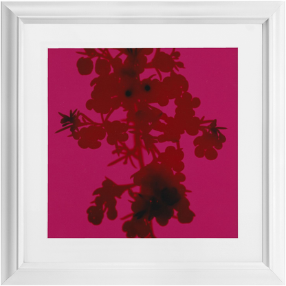 Polaroid Colour Study #4 – - Main Image