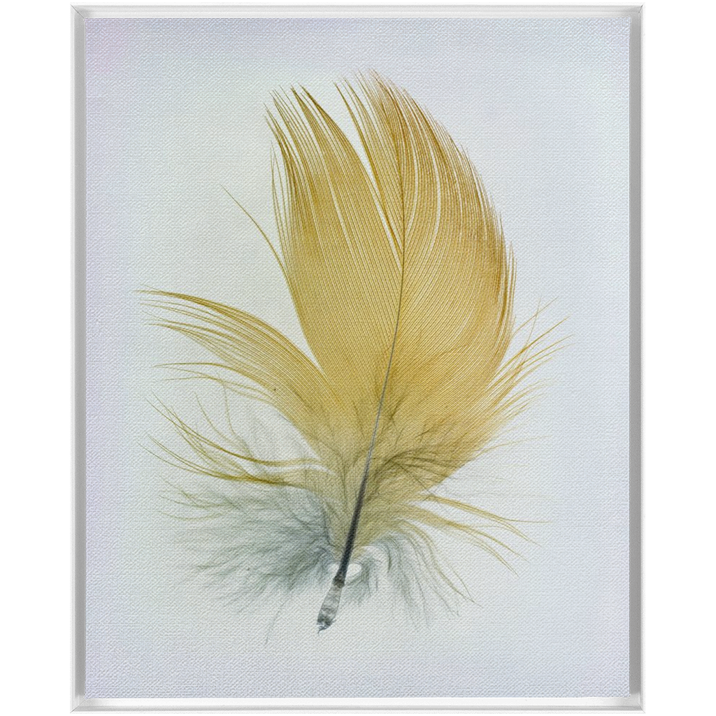 Feather Study 