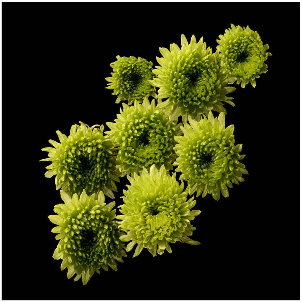 Green Chrysanthemum Group