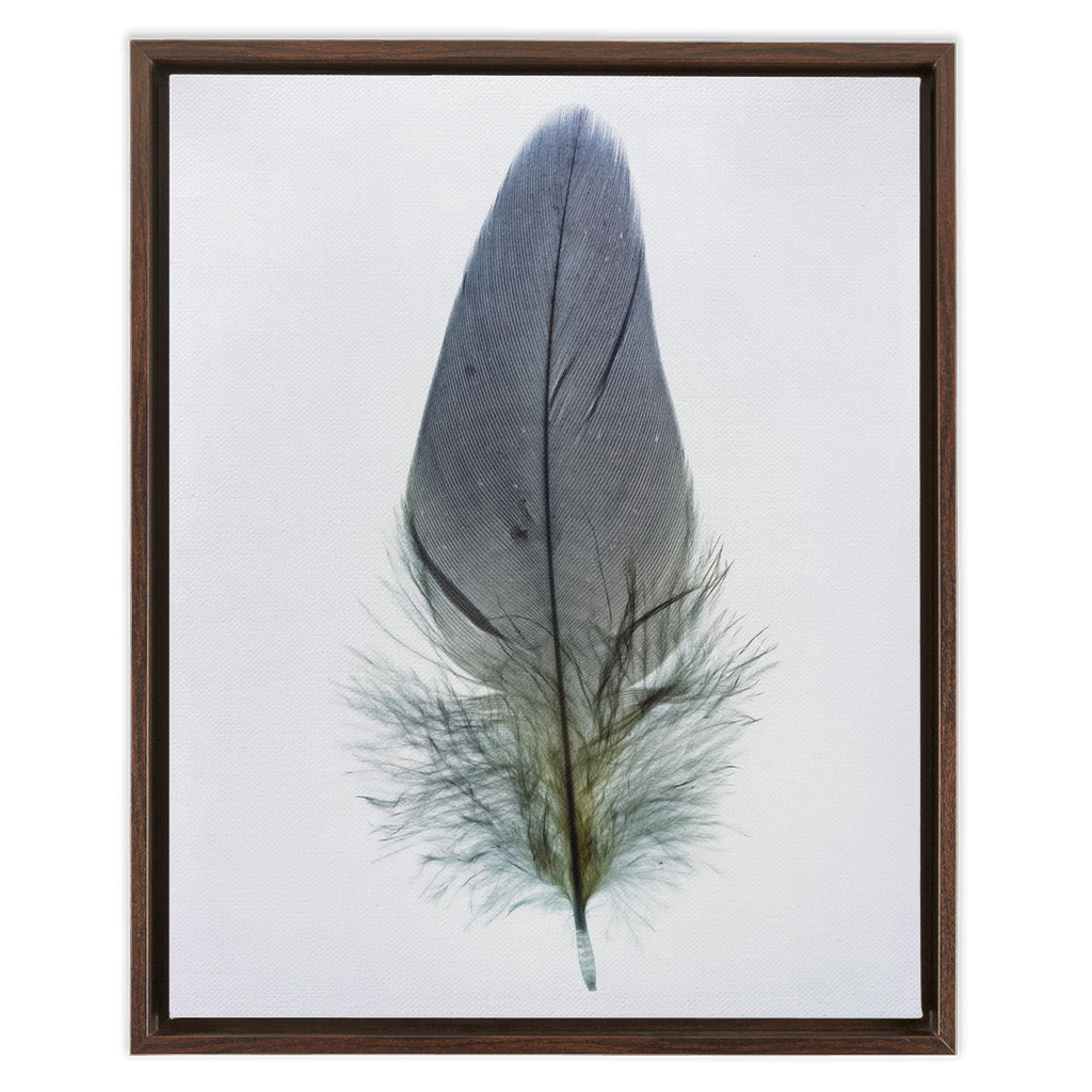 Feather Study 