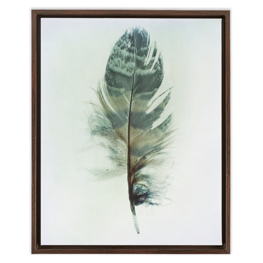 Feather Study 