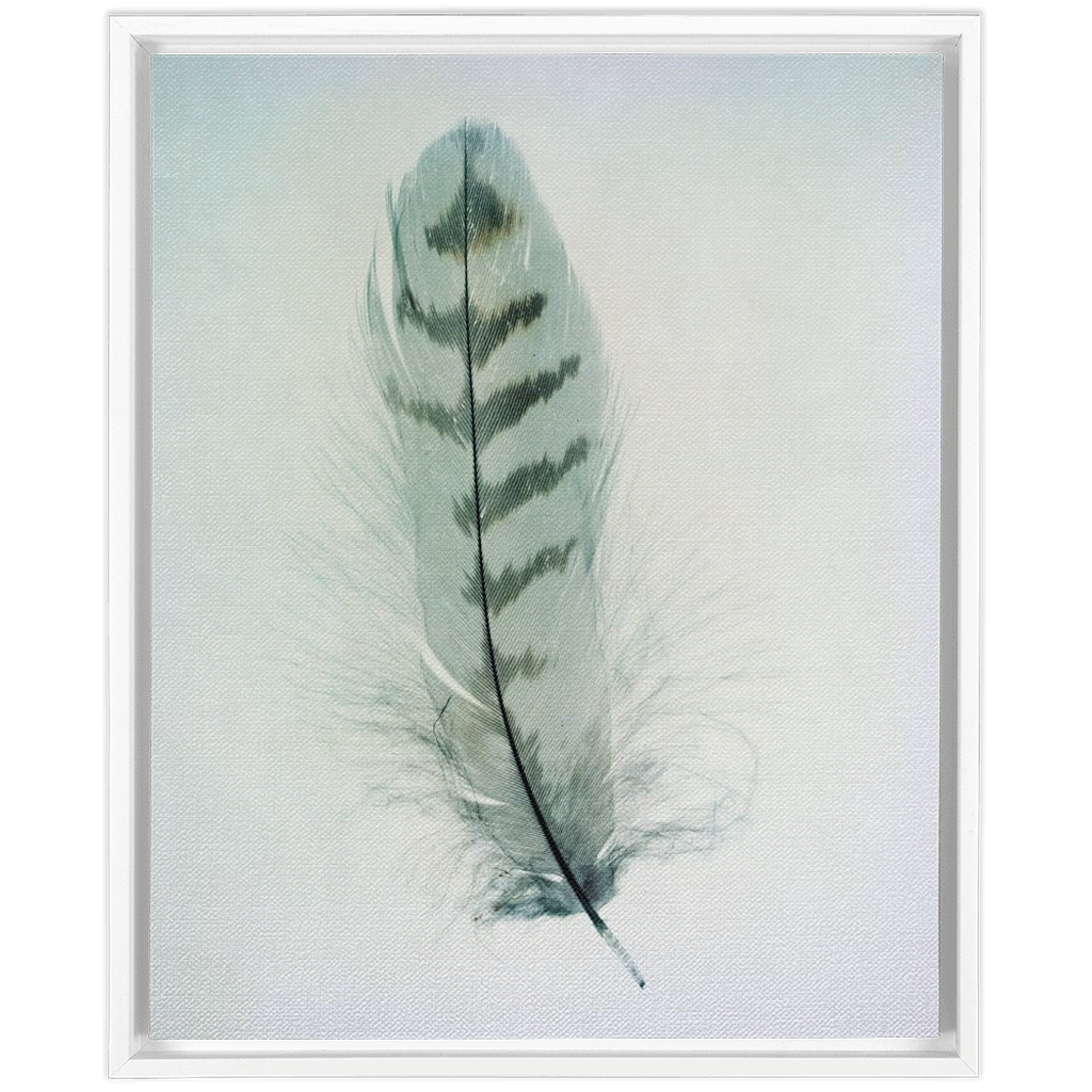 Feather Study 