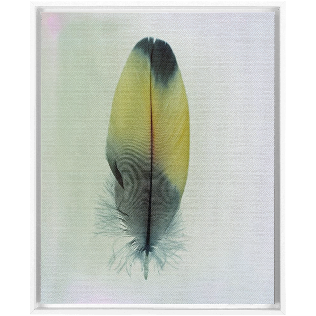 Feather Study 