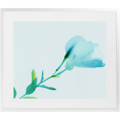 Polaroid Colour Study 