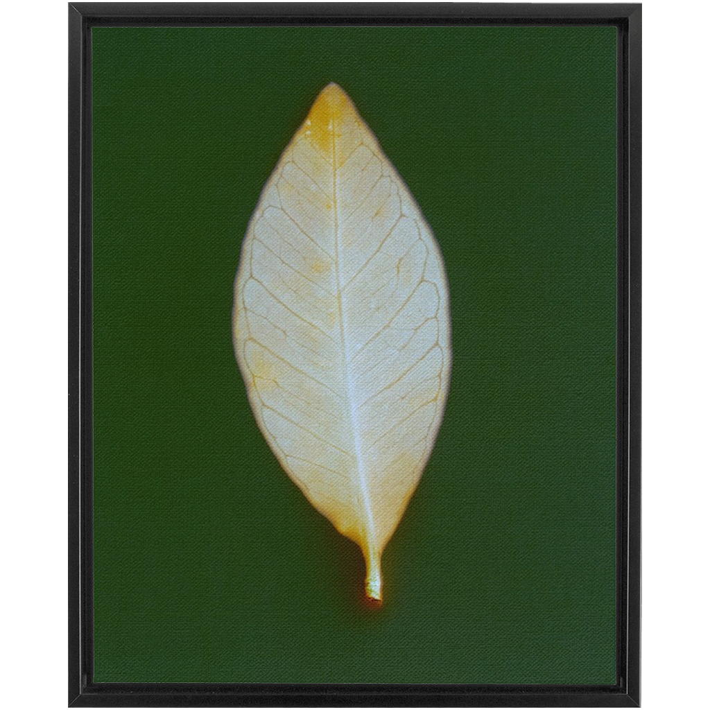 Guava Leaf