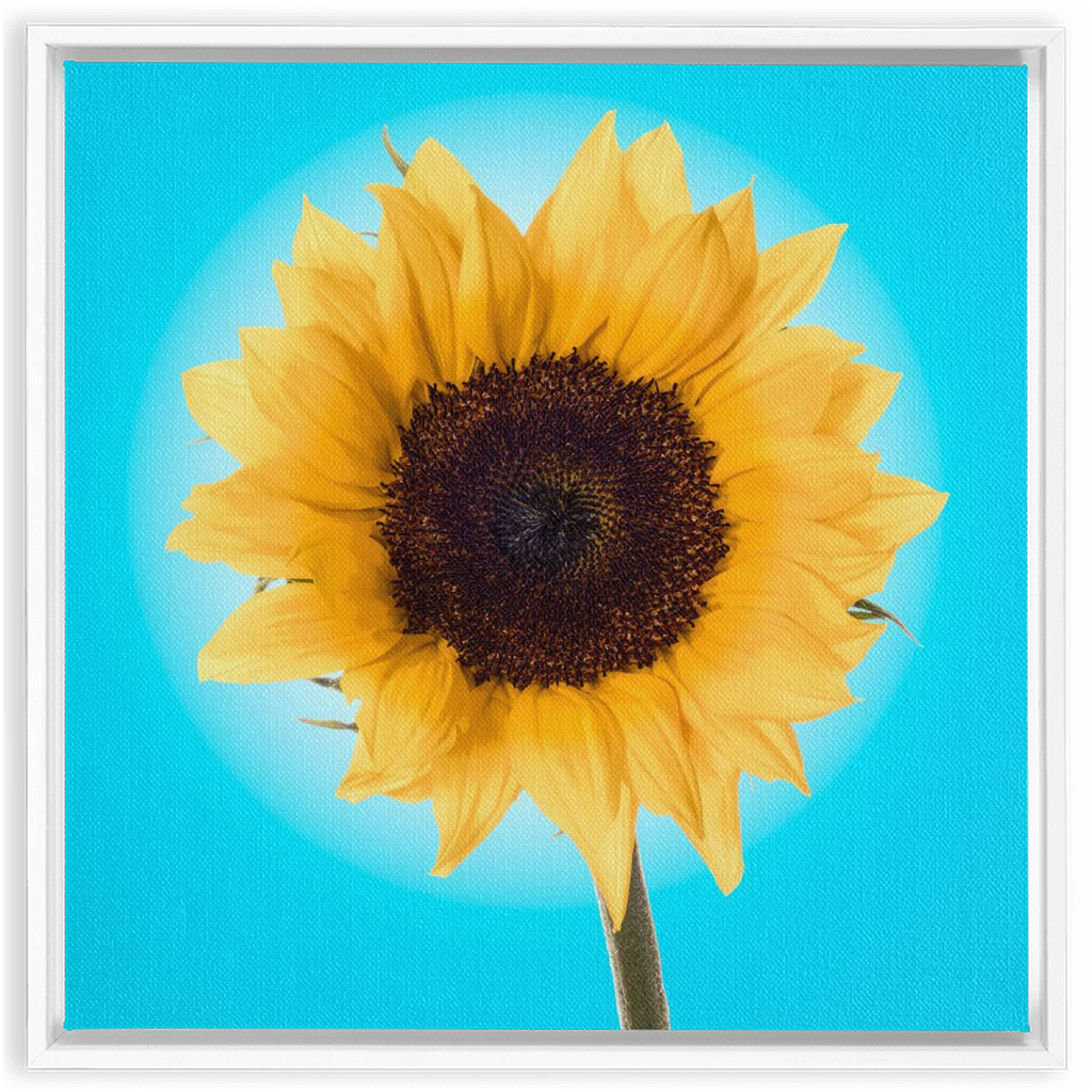 Summer Sun Flower