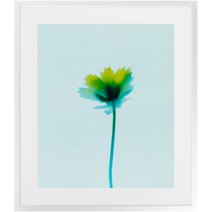 Polaroid Colour Study 
