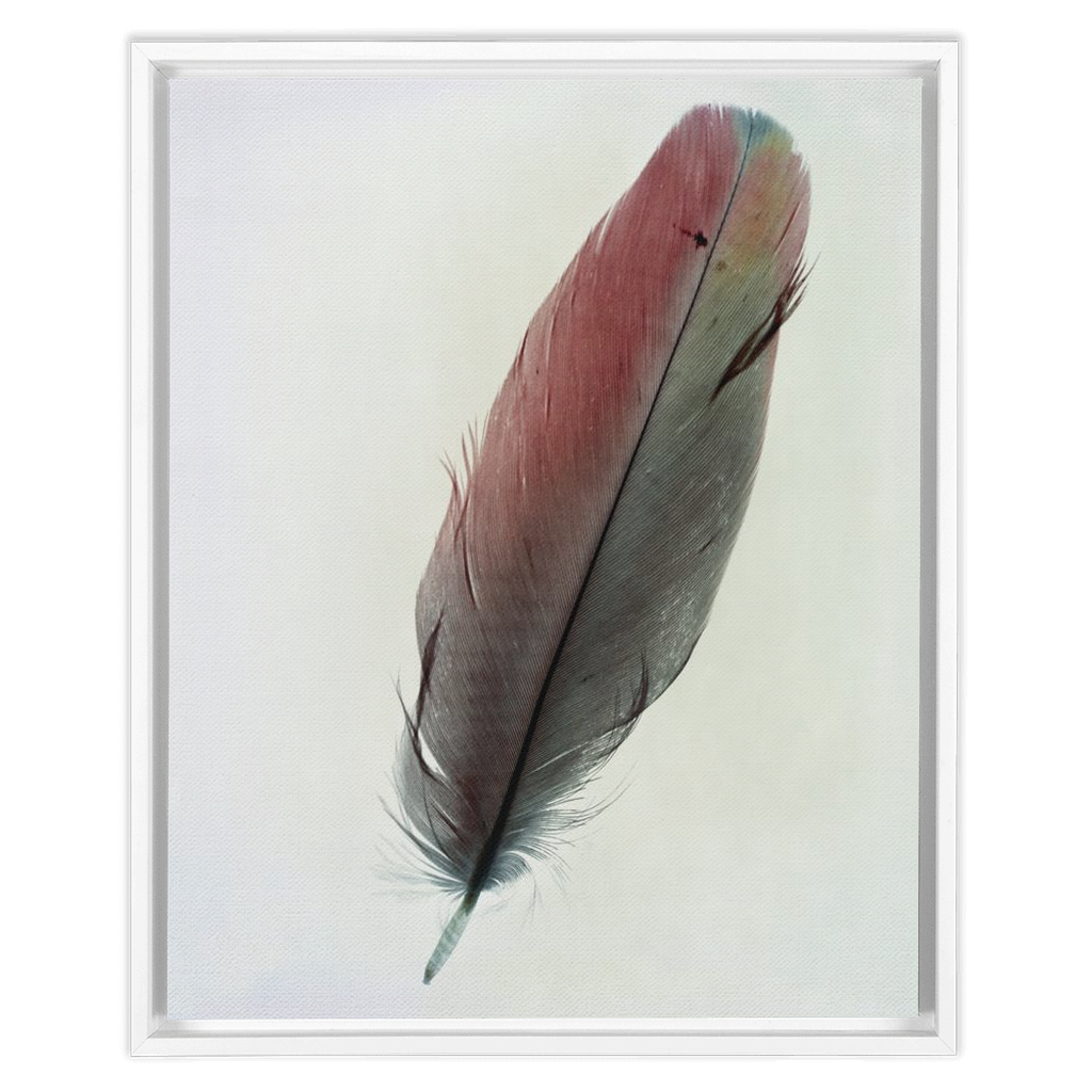 Feather Study 