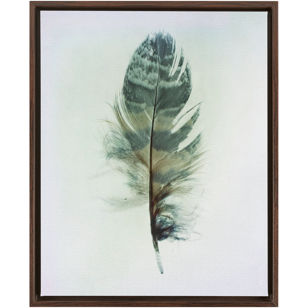 Feather Study 