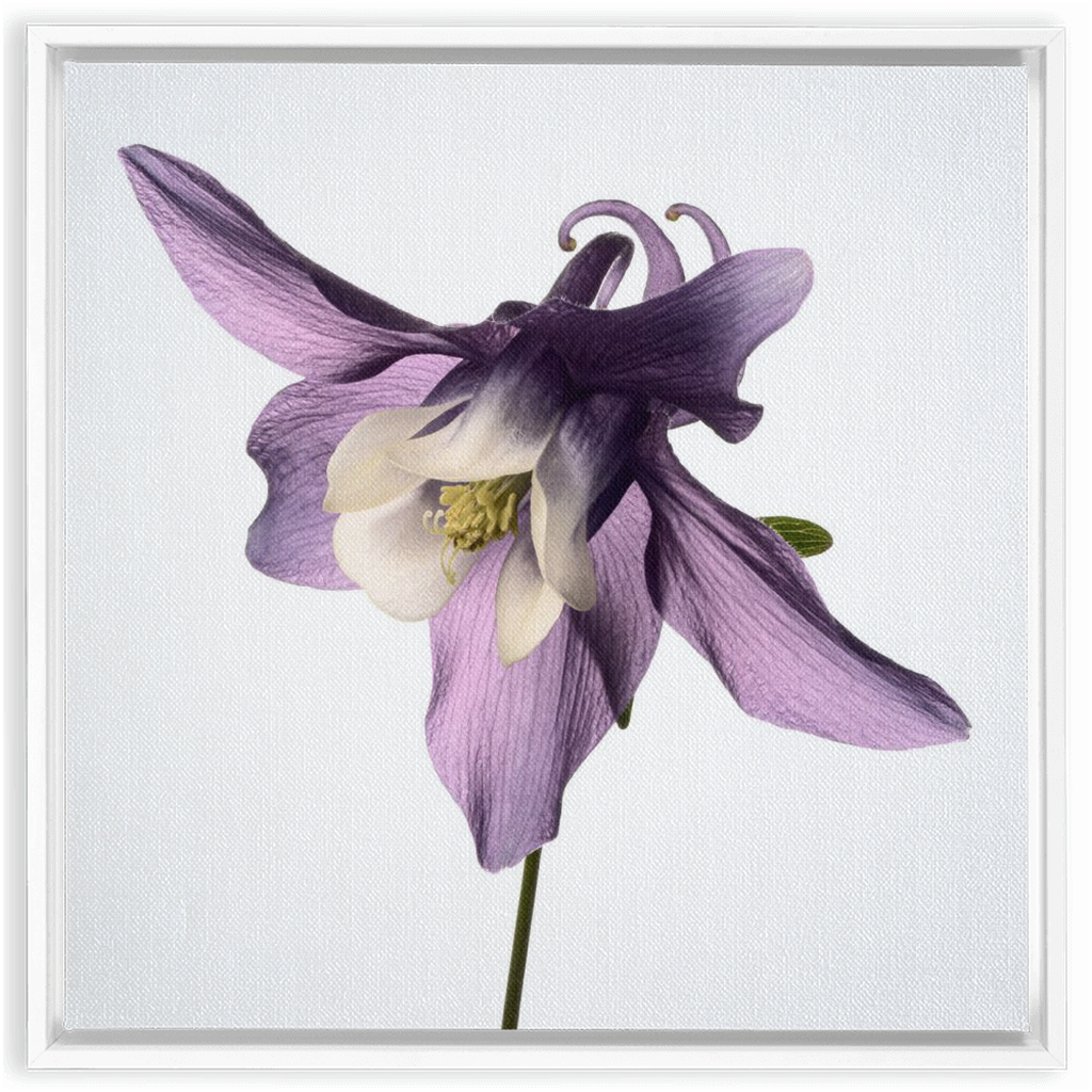 Muted Aquilegia