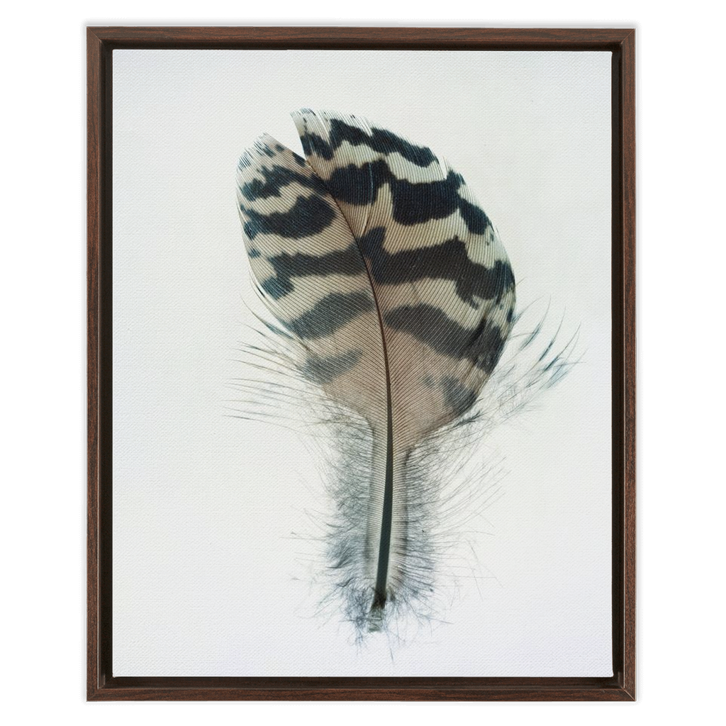 Feather Study 