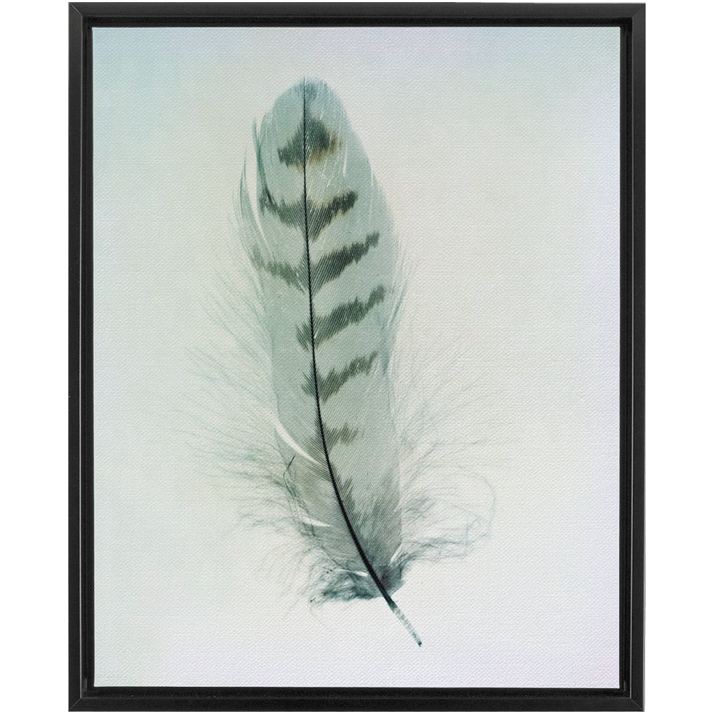 Feather Study 