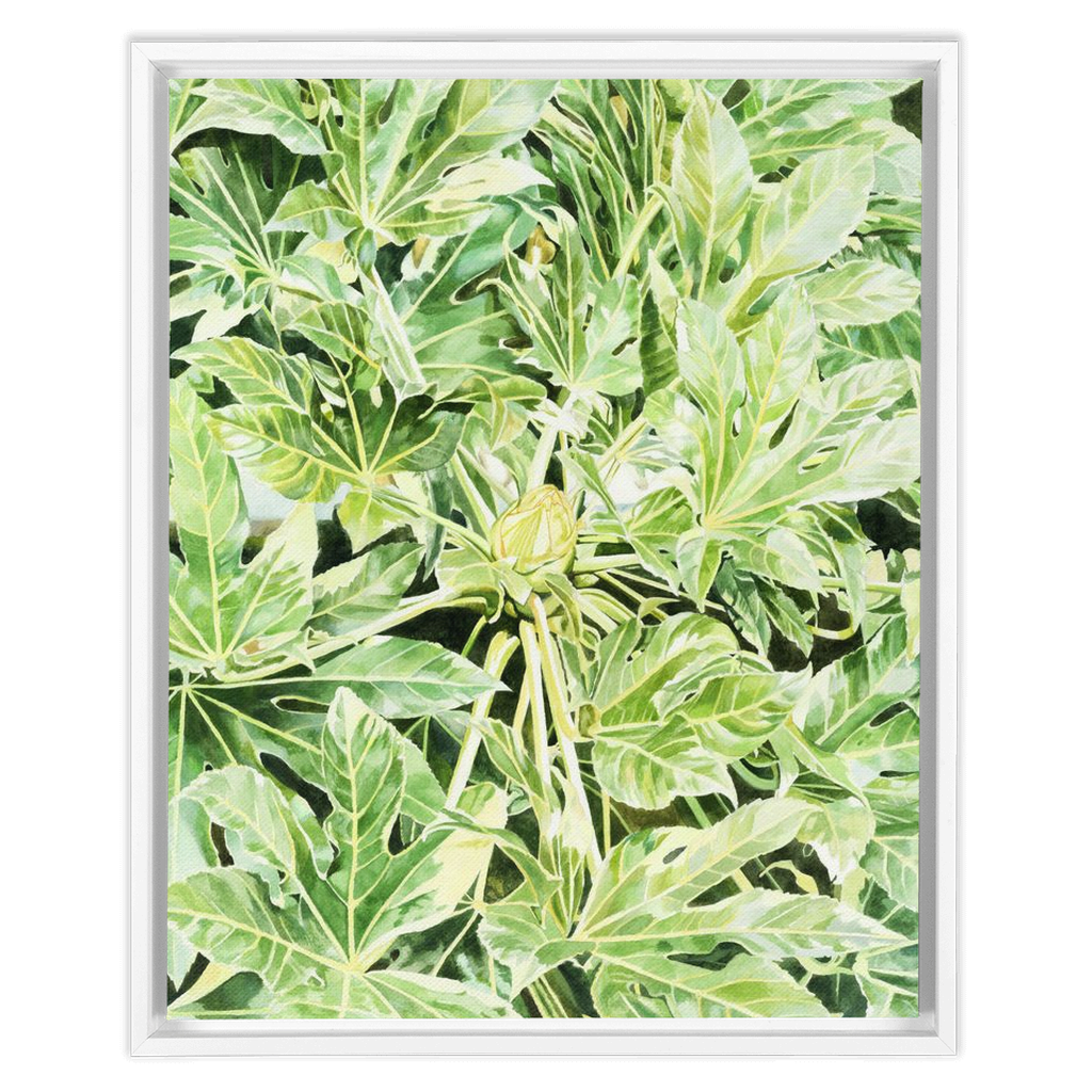 &quot;Japonica&quot;(Variegata)