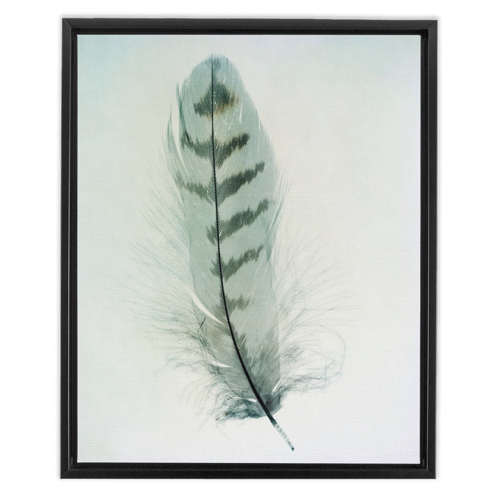 Feather Study 