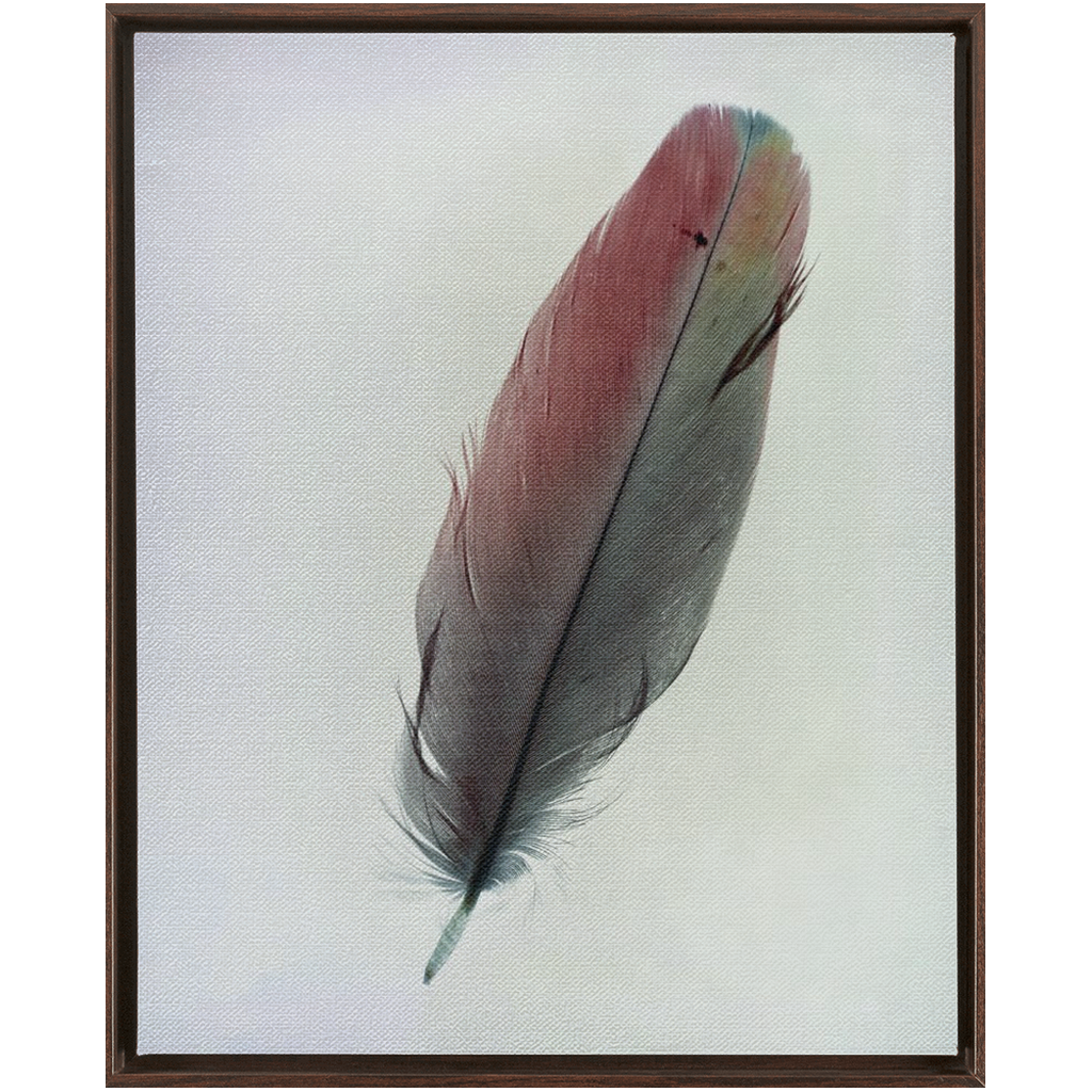 Feather Study 