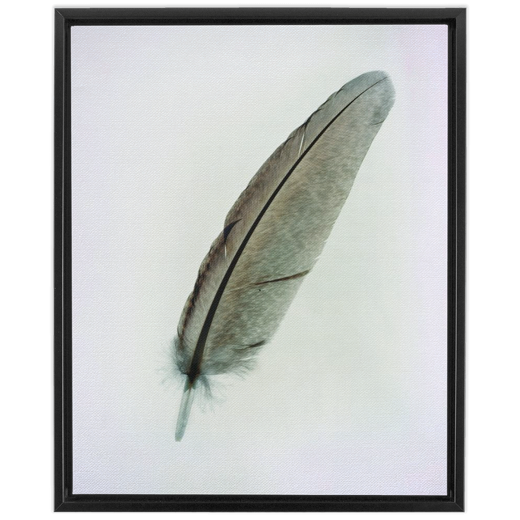 Feather Study 