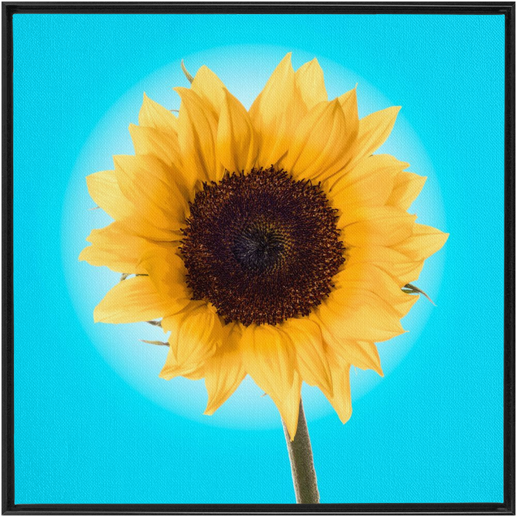 Summer Sun Flower