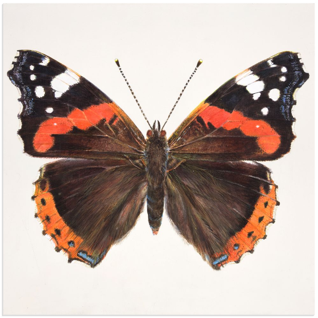 Red Admiral