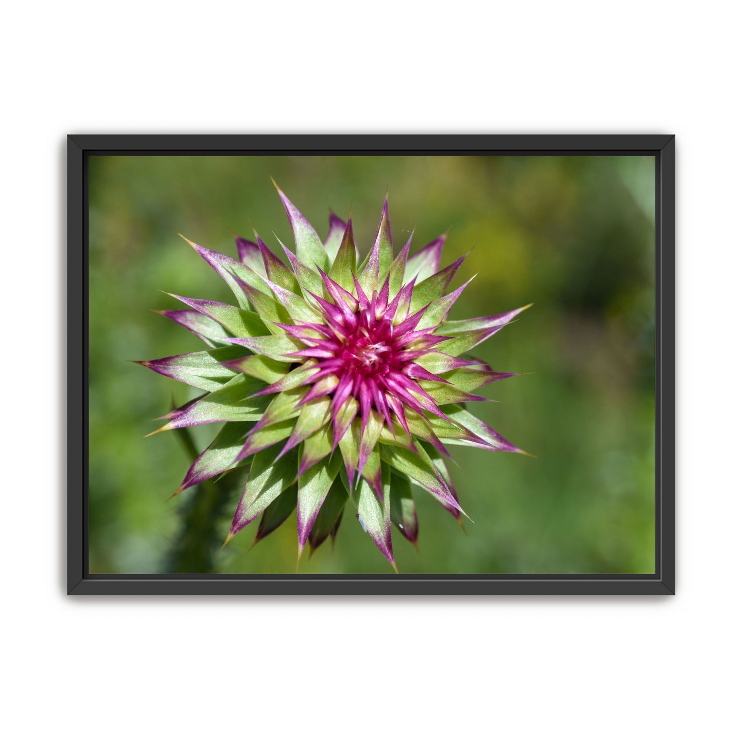 Colorado Flower